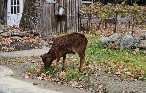20241106_130245 (1) Poppy the mini cow